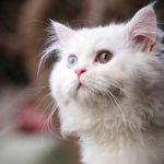 قطط 2019 أنواع القطط ومعلومات الفصائل صور ميكس 23