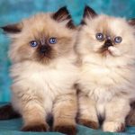 قطط 2019 أنواع القطط ومعلومات الفصائل صور ميكس 24
