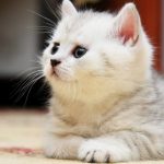 قطط 2019 أنواع القطط ومعلومات الفصائل صور ميكس 26