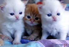 قطط 2019 أنواع القطط ومعلومات الفصائل صور ميكس 28