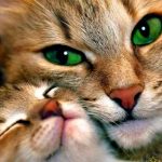 قطط 2019 أنواع القطط ومعلومات الفصائل صور ميكس 3