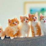 قطط 2019 أنواع القطط ومعلومات الفصائل صور ميكس 30