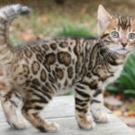 قطط 2019 أنواع القطط ومعلومات الفصائل صور ميكس 31