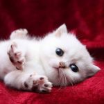 قطط 2019 أنواع القطط ومعلومات الفصائل صور ميكس 34