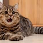 قطط 2019 أنواع القطط ومعلومات الفصائل صور ميكس 38