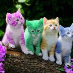 قطط 2019 أنواع القطط ومعلومات الفصائل صور ميكس 4