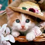 قطط 2019 أنواع القطط ومعلومات الفصائل صور ميكس 5