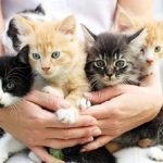 قطط 2019 أنواع القطط ومعلومات الفصائل صور ميكس 6