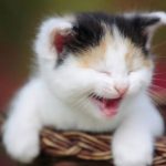 قطط 2019 أنواع القطط ومعلومات الفصائل صور ميكس 7