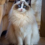 قطط 2019 أنواع القطط ومعلومات الفصائل صور ميكس 9