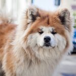 كلاب 2019 أنواع الكلاب ومميزتها صور ميكس 12