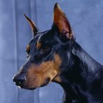 كلاب 2019 أنواع الكلاب ومميزتها صور ميكس 32