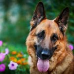 كلاب 2019 أنواع الكلاب ومميزتها صور ميكس 43