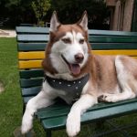 كلاب 2019 أنواع الكلاب ومميزتها صور ميكس 45