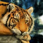نمر 2019 معلومات النمور كاملة صور ميكس 14