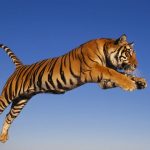 نمر 2019 معلومات النمور كاملة صور ميكس 16
