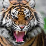 نمر 2019 معلومات النمور كاملة صور ميكس 2