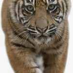 نمر 2019 معلومات النمور كاملة صور ميكس 24