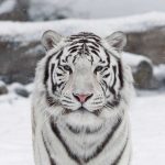 نمر 2019 معلومات النمور كاملة صور ميكس 34