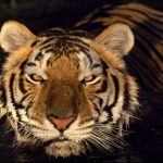 نمر 2019 معلومات النمور كاملة صور ميكس 35