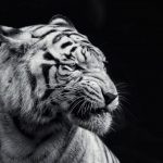 نمر 2019 معلومات النمور كاملة صور ميكس 37