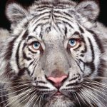 نمر 2019 معلومات النمور كاملة صور ميكس 38