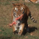 نمر 2019 معلومات النمور كاملة صور ميكس 39
