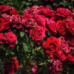 ورد أحمر وفوائد الورد الأحمر صور ميكس 1