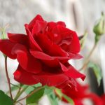 ورد أحمر وفوائد الورد الأحمر صور ميكس 10
