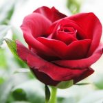 ورد أحمر وفوائد الورد الأحمر صور ميكس 11