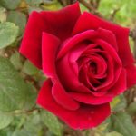 ورد أحمر وفوائد الورد الأحمر صور ميكس 13