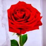 ورد أحمر وفوائد الورد الأحمر صور ميكس 14