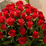 ورد أحمر وفوائد الورد الأحمر صور ميكس 18