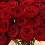 ورد أحمر وفوائد الورد الأحمر صور ميكس 21