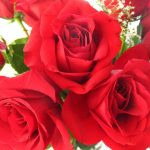 ورد أحمر وفوائد الورد الأحمر صور ميكس 3