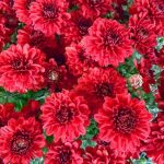 ورد أحمر وفوائد الورد الأحمر صور ميكس 32