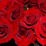 ورد أحمر وفوائد الورد الأحمر صور ميكس 4