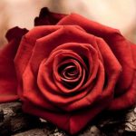 ورد أحمر وفوائد الورد الأحمر صور ميكس 40