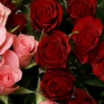 ورد أحمر وفوائد الورد الأحمر صور ميكس 41