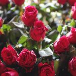 ورد أحمر وفوائد الورد الأحمر صور ميكس 42