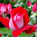 ورد أحمر وفوائد الورد الأحمر صور ميكس 44