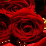 ورد أحمر وفوائد الورد الأحمر صور ميكس 45