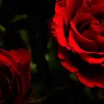ورد أحمر وفوائد الورد الأحمر صور ميكس 46