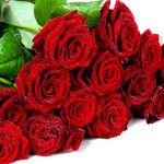 ورد أحمر وفوائد الورد الأحمر صور ميكس 47