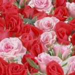 ورد أحمر وفوائد الورد الأحمر صور ميكس 51