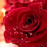 ورد أحمر وفوائد الورد الأحمر صور ميكس 52