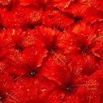 ورد أحمر وفوائد الورد الأحمر صور ميكس 53
