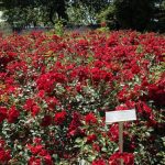 ورد أحمر وفوائد الورد الأحمر صور ميكس 55