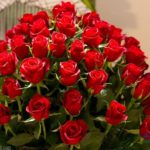 ورد أحمر وفوائد الورد الأحمر صور ميكس 8