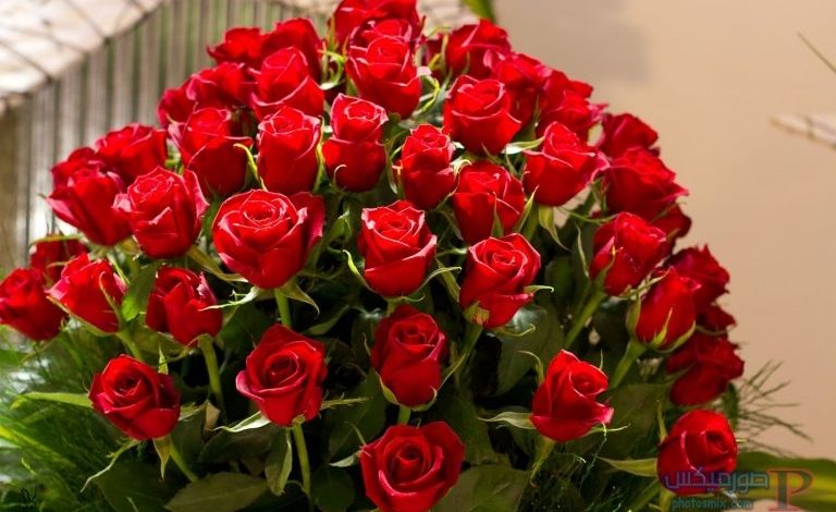 ورد أحمر وفوائد الورد الأحمر صور ميكس 8